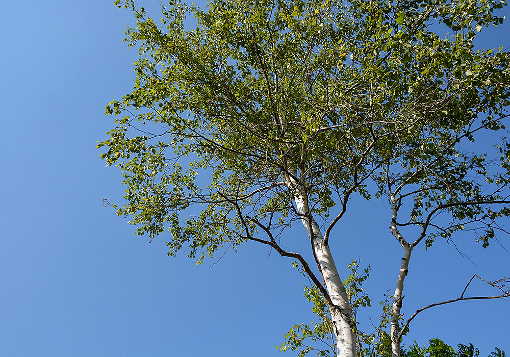 シラカンバの木