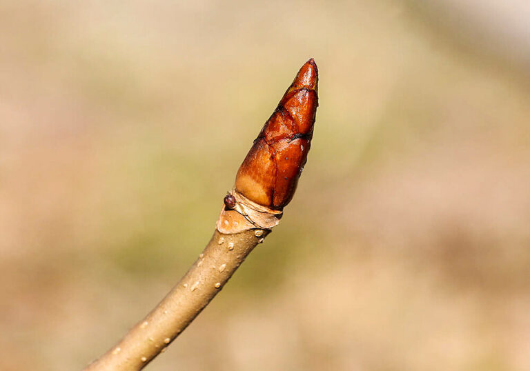 【とち餅】トチノキ(栃の木)の育て方と植物の特徴をわかりやすく解説