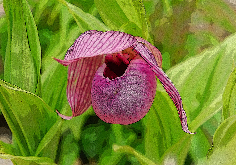 アツモリソウの上手な育て方と植物の特徴をわかりやすく解説