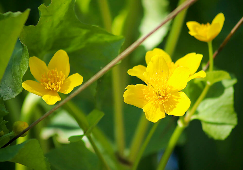 リュウキンカの花の拡大