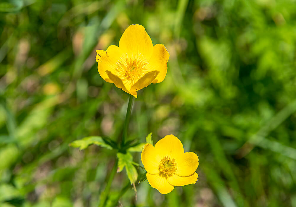 シナノキンバイの黄色い花