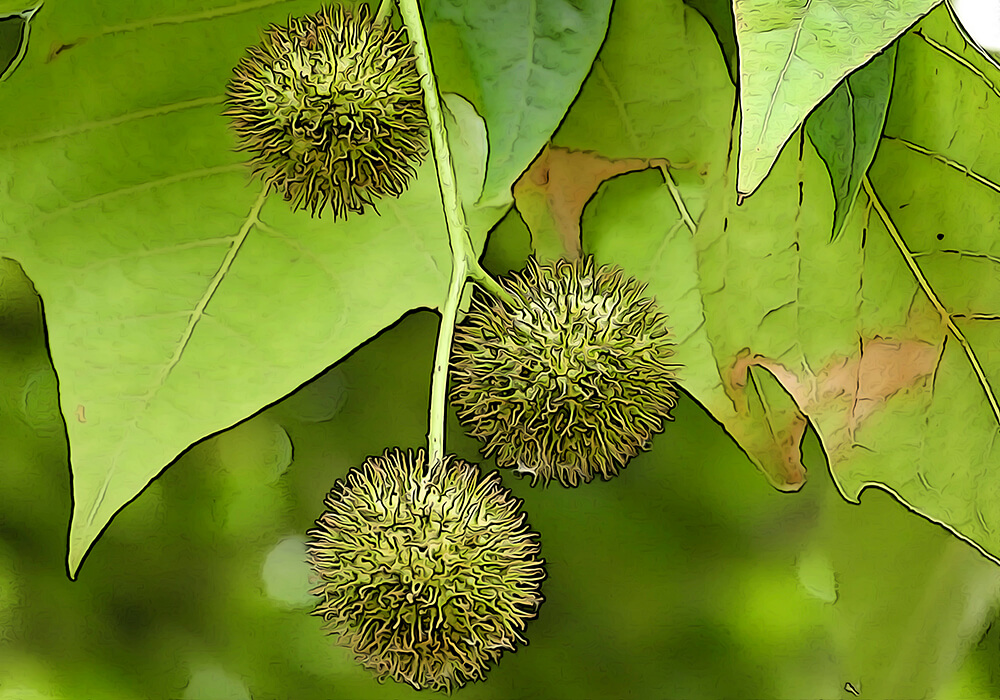 スズカケノキの育て方と花や実など植物の特徴をわかりやすく解説