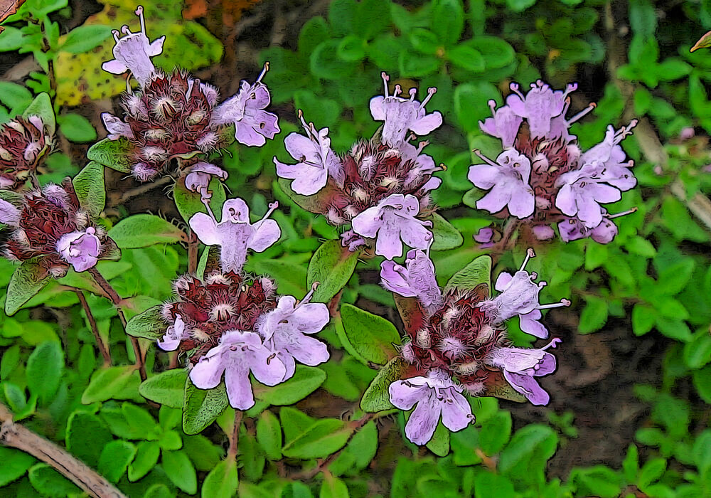 イブキジャコウソウの植え付けや育て方と植物の特徴をわかりやすく解説