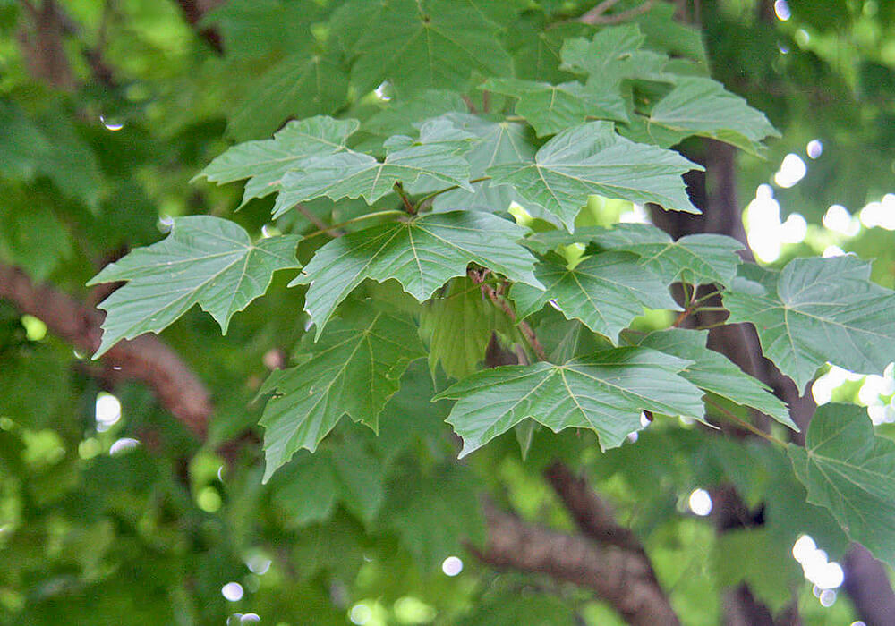 カジカエデの葉