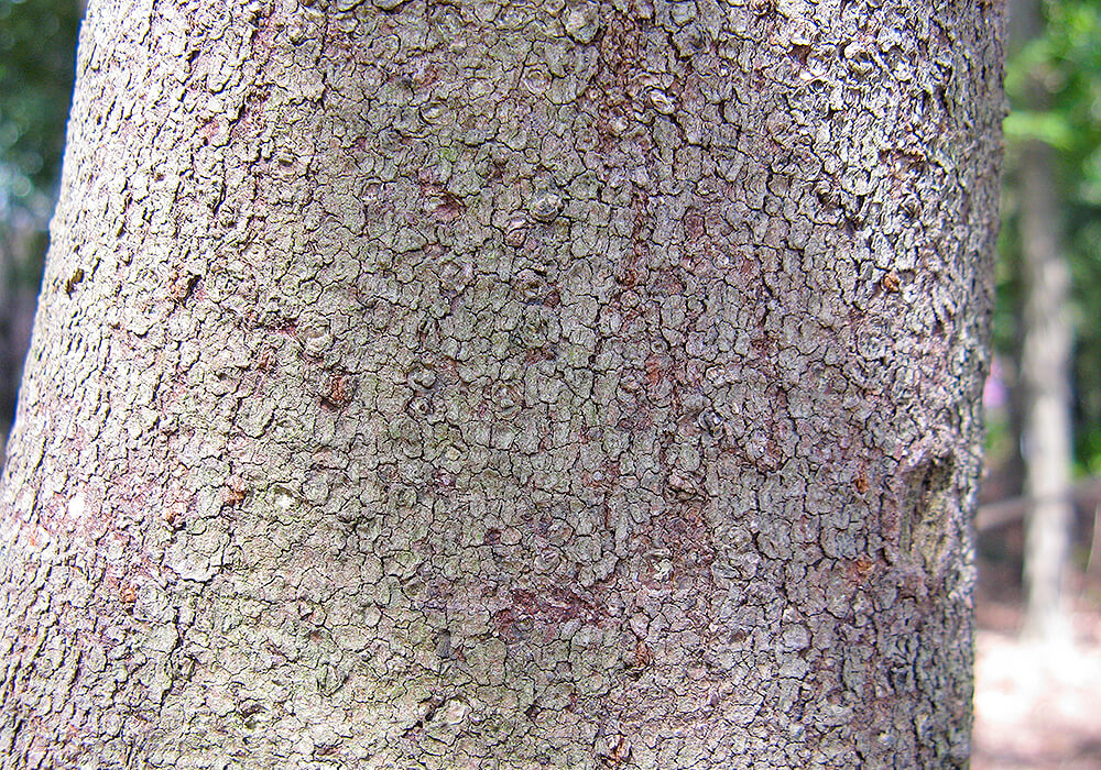 ハマビワの樹皮