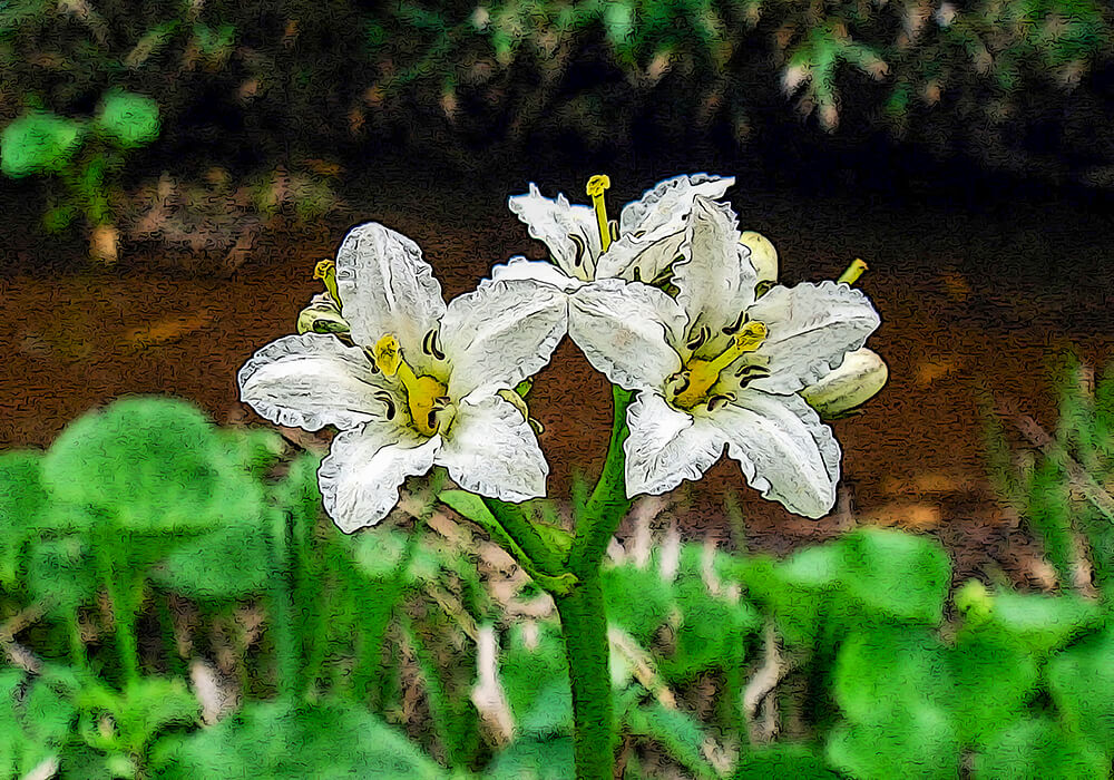 イワイチョウ 岩銀杏 の育て方と黄葉など植物の特徴をわかりやすく解説
