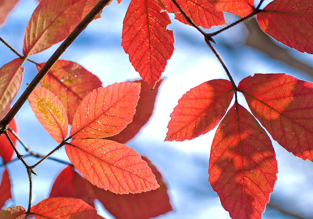 メグスリノキの紅葉した葉
