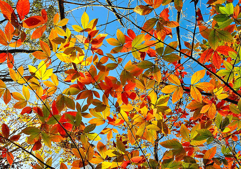 メグスリノキの秋の葉