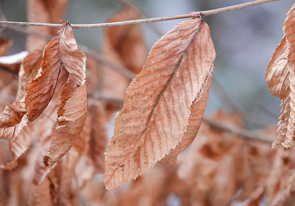 チドリノキの枯葉