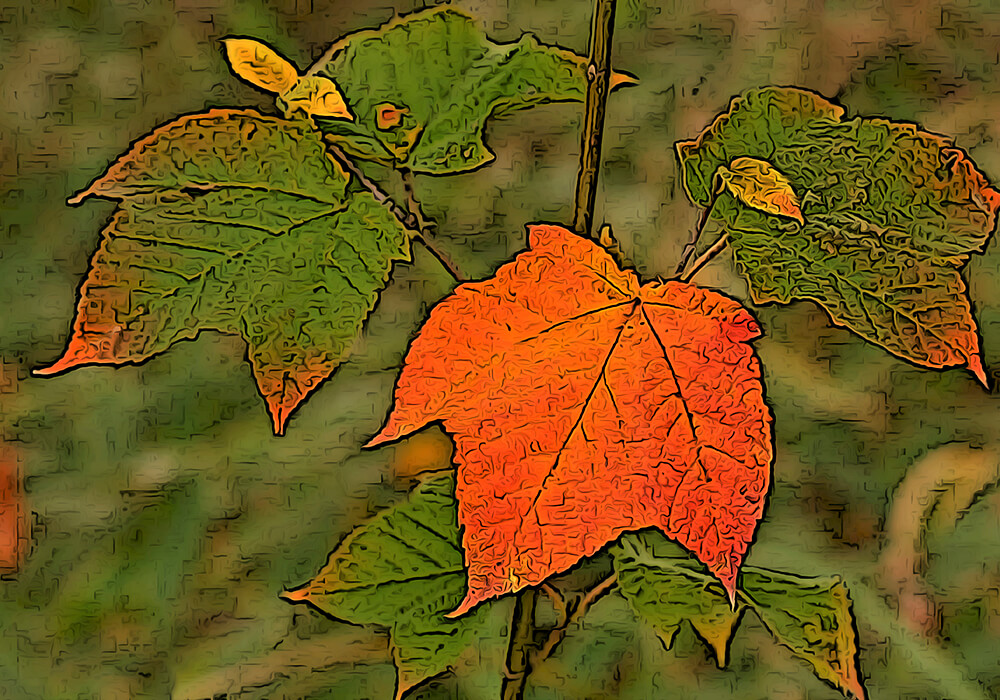 ウリハダカエデの育て方と見分け方など植物の特徴をわかりやすく解説