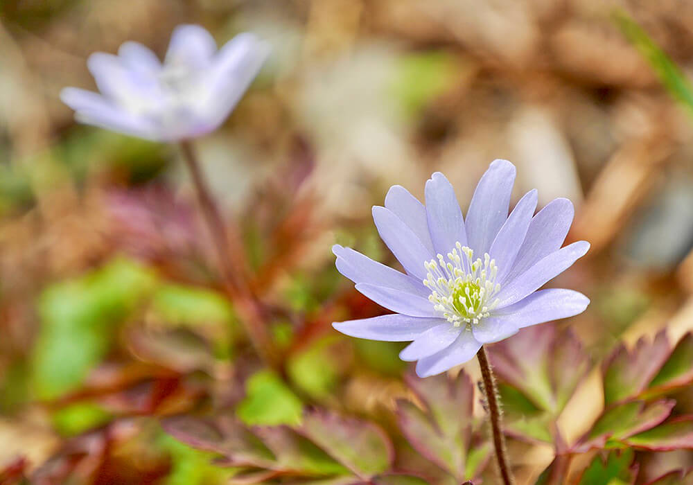 アズマイチゲの開花