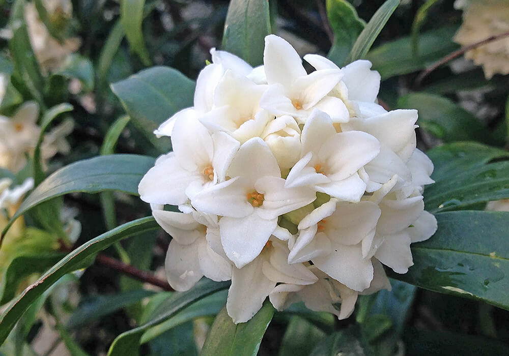 ジンチョウゲの白い花
