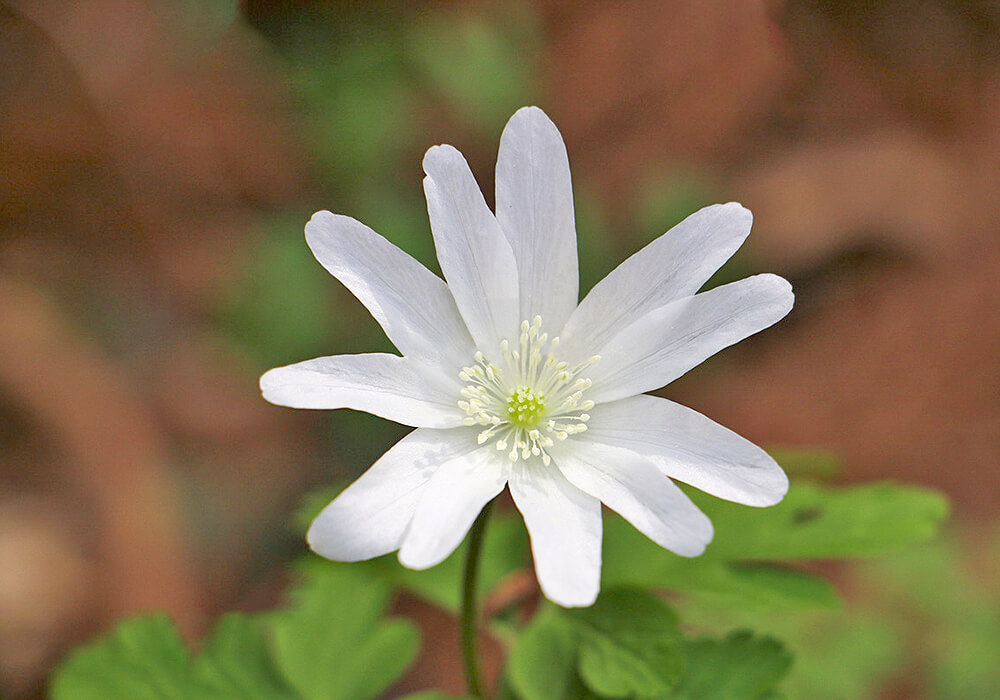 キクザキイチゲの花の拡大