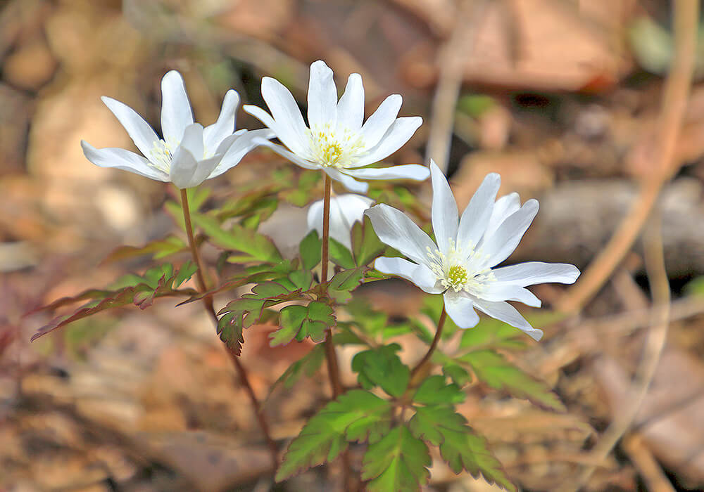 キクザキイチゲの白い花