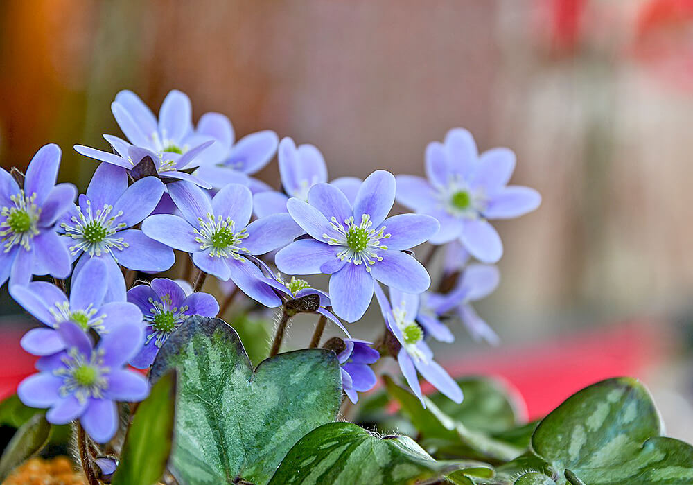 ミスミソウの青い花