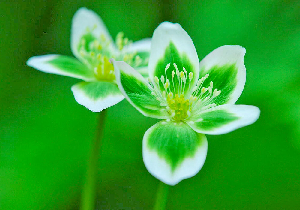 ニリンソウの緑色の花