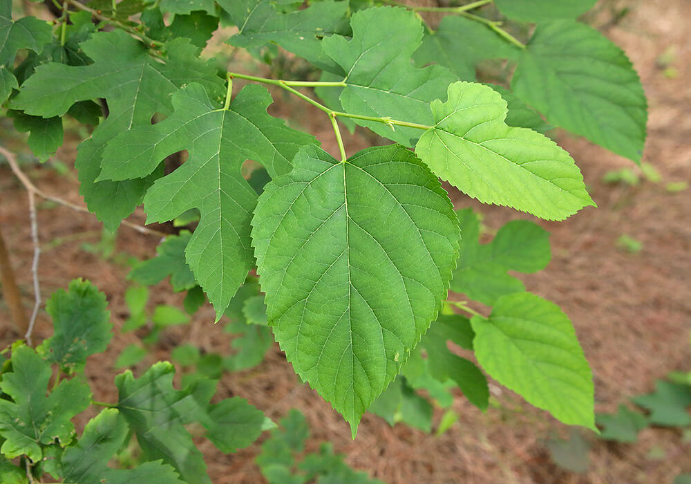ヤマグワの葉