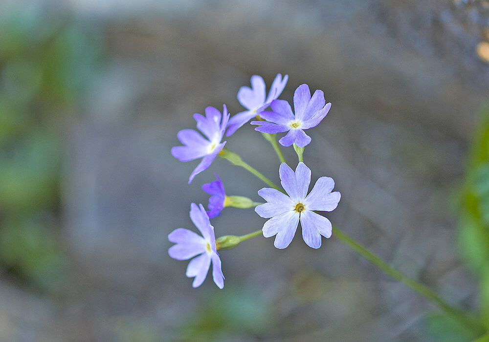 ユキワリソウの花