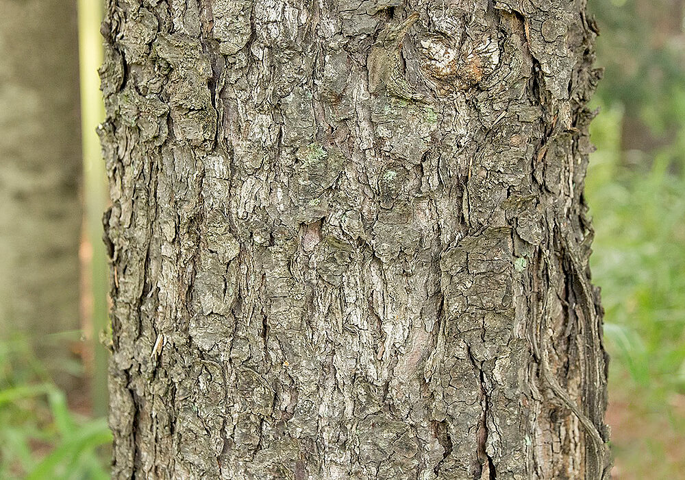 エゾマツの樹皮