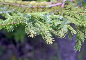 エゾマツの育て方や見分け方と植物の特徴をわかりやすく解説
