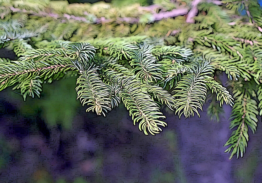 エゾマツの育て方や見分け方と植物の特徴をわかりやすく解説