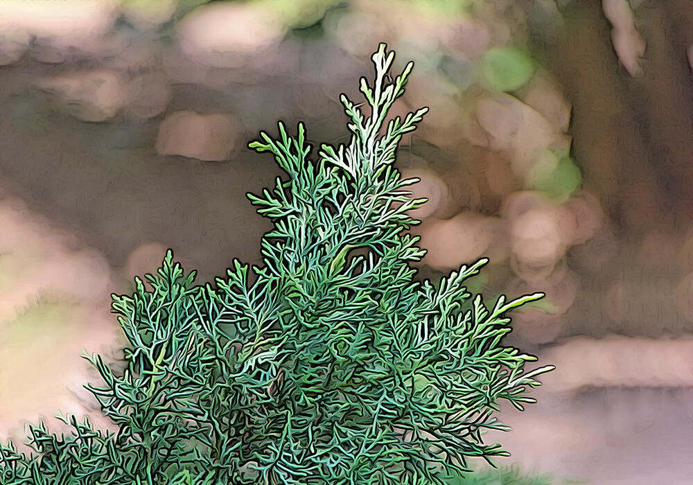 イブキ ビャクシン の育て方と植物の特徴をわかりやすく解説