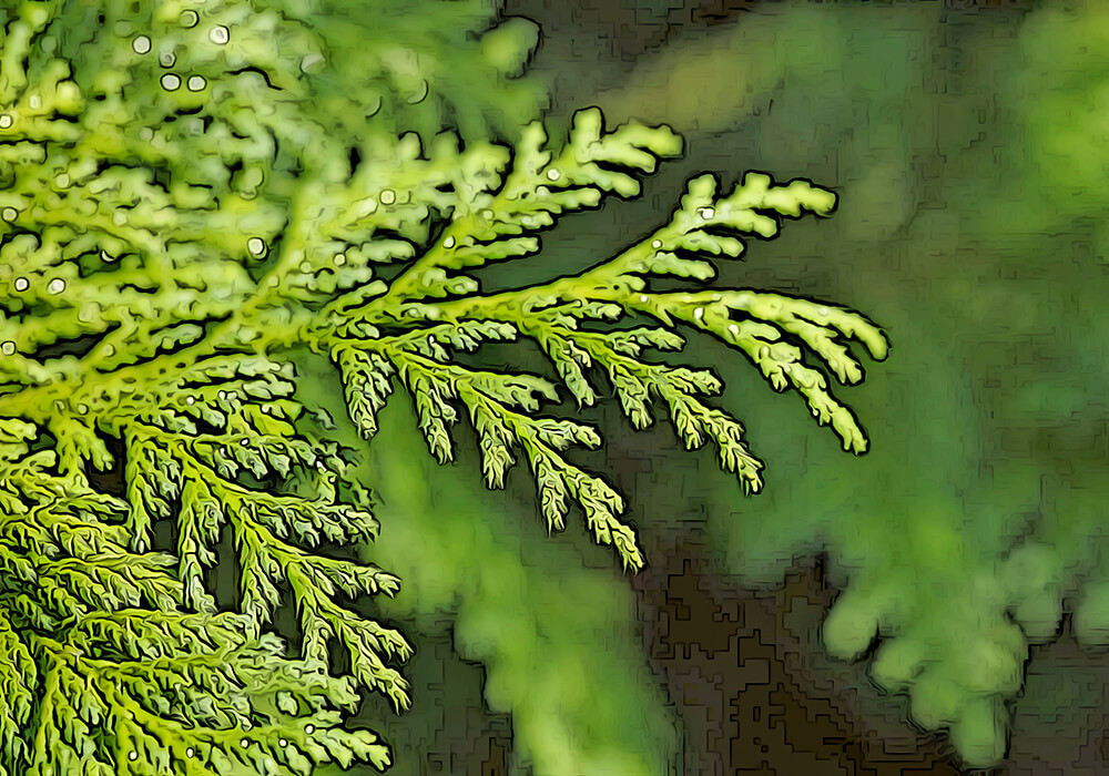 【針葉樹】サワラ(椹)の育て方と植物の特徴をわかりやすく解説