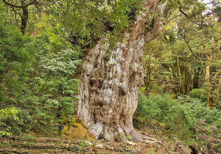 スギ(杉)の育て方と花や花粉など植物の特徴をわかりやすく解説
