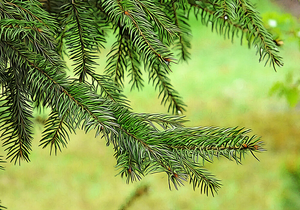 針葉樹】トウヒ（唐檜）の育て方と植物の特徴をわかりやすく解説