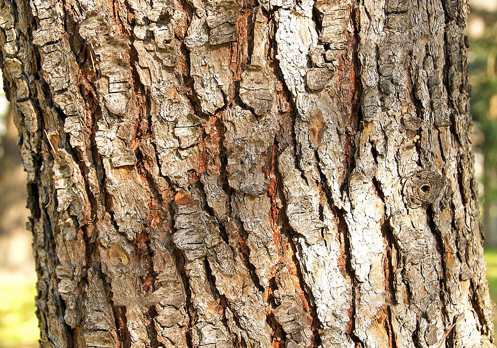 ヒマラヤスギの樹皮