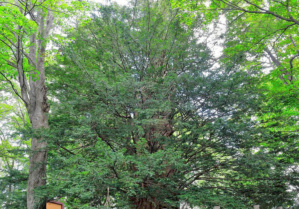 イチイの巨木