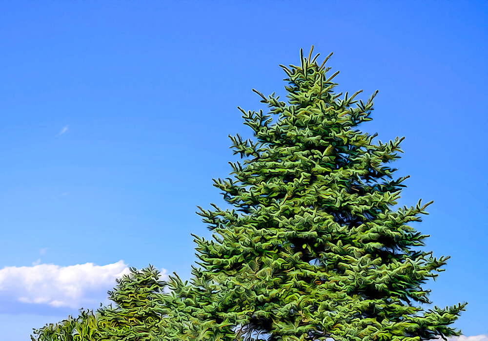 赤蝦夷松　苗木　クリスマスツリーにいかがでしょう 赤蝦夷松 苗木 クリスマスツリーにいかがでしょう 赤エゾ松 赤
