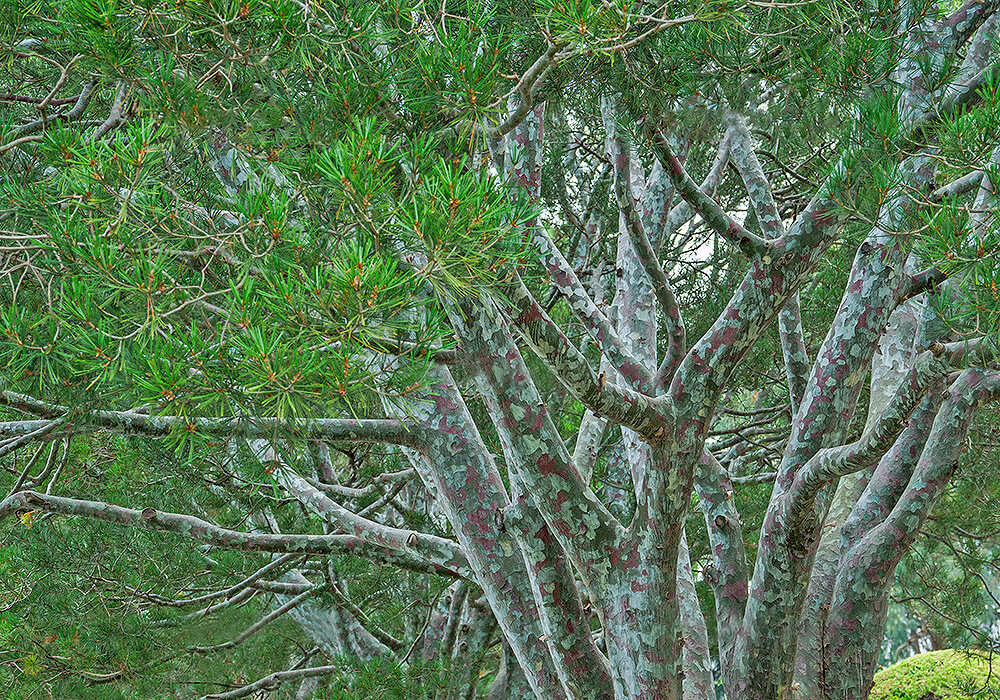 シロマツの木