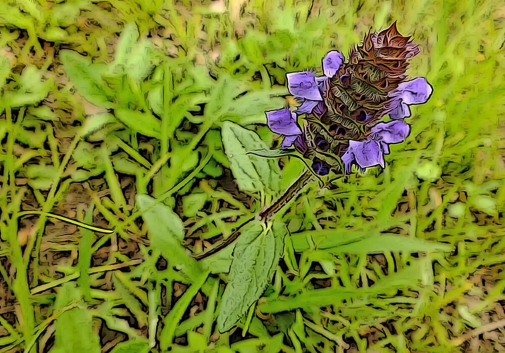 ウツボグサの育て方と花や効能など植物の特徴をわかりやすく解説