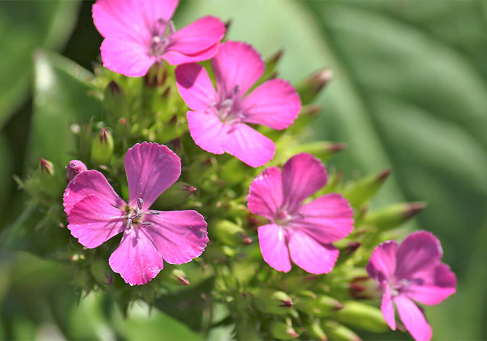 ハマナデシコのピンクの花