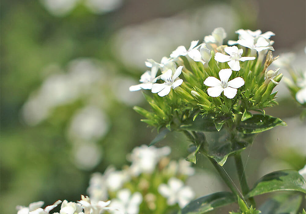 ハマナデシコの白い花