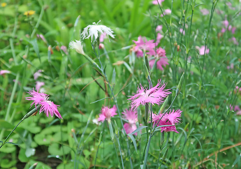 カワラナデシコのピンクと白の花