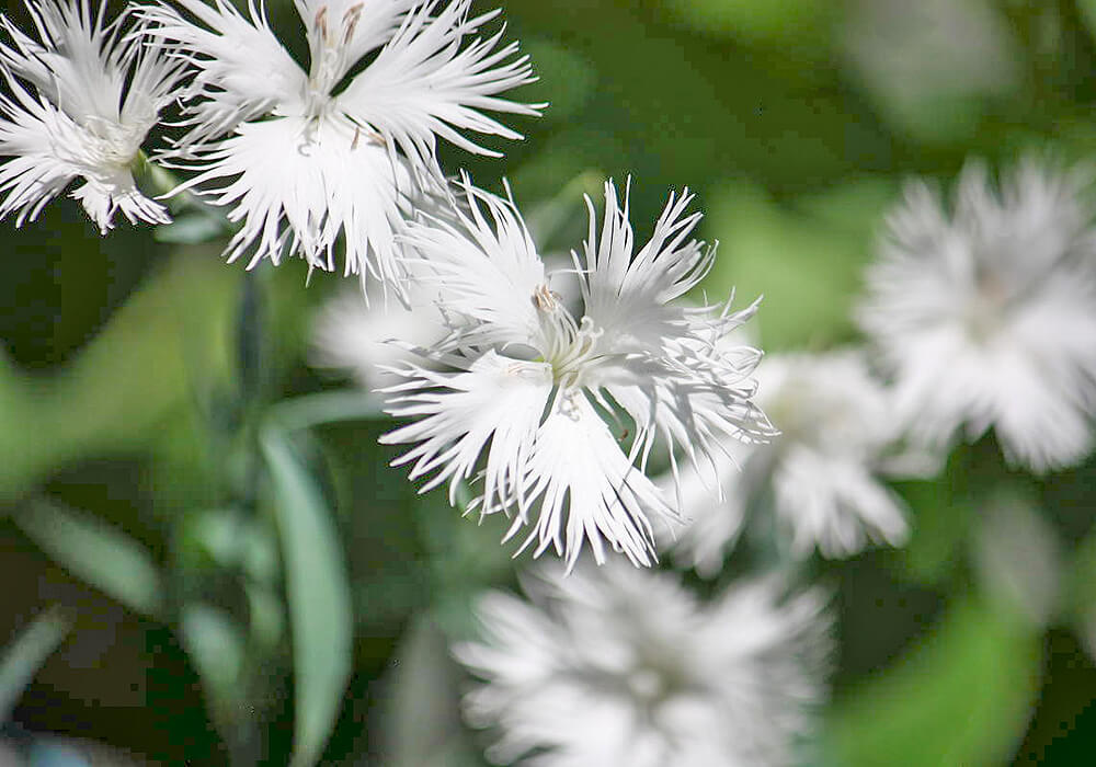 カワラナデシコの白い花