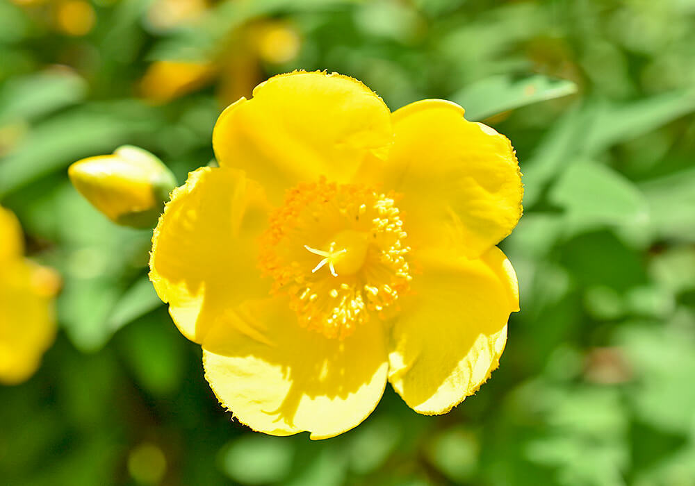 キンシバイの花