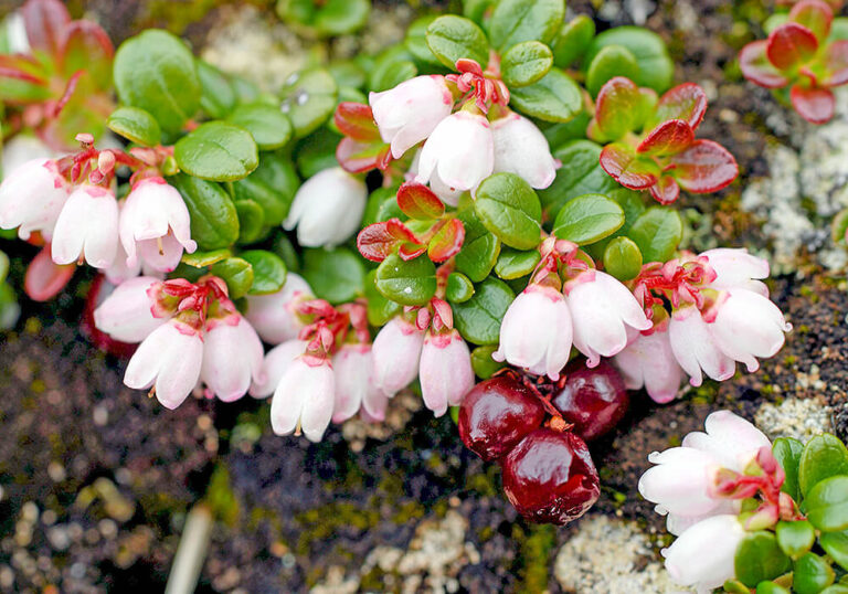 コケモモの育て方と花や果実など植物の特徴をわかりやすく解説