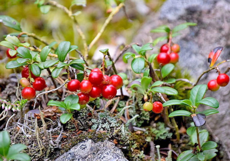 コケモモの育て方と花や果実など植物の特徴をわかりやすく解説