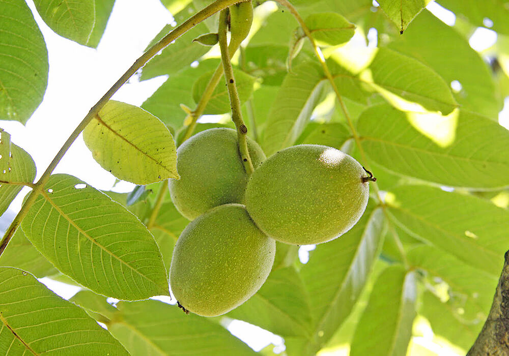 オニグルミの果実
