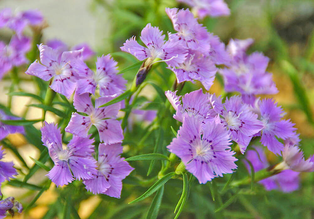 シナノナデシコの淡い花