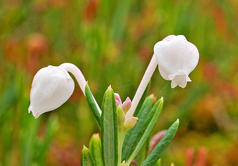 ヒメシャクナゲの白い花