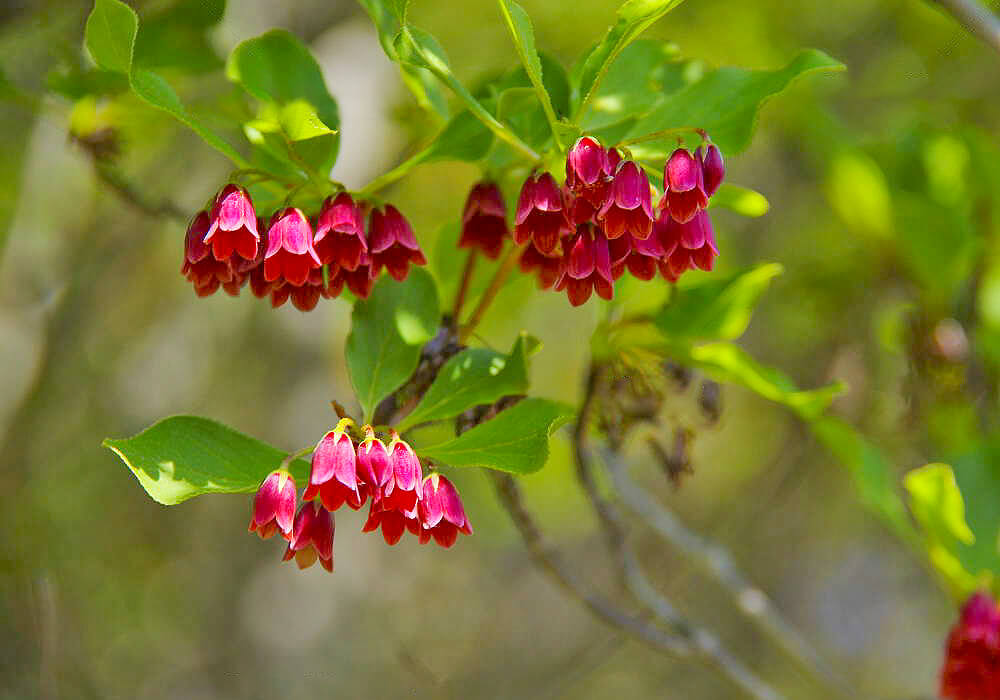 ベニサラサドウダンの花