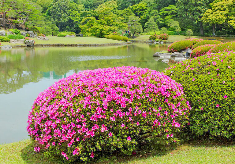 サツキの花を楽しむ育て方と植物の特徴をわかりやすく解説