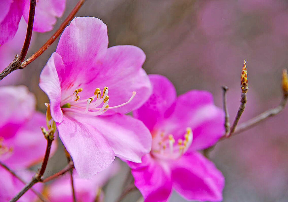 アカヤシオの開花