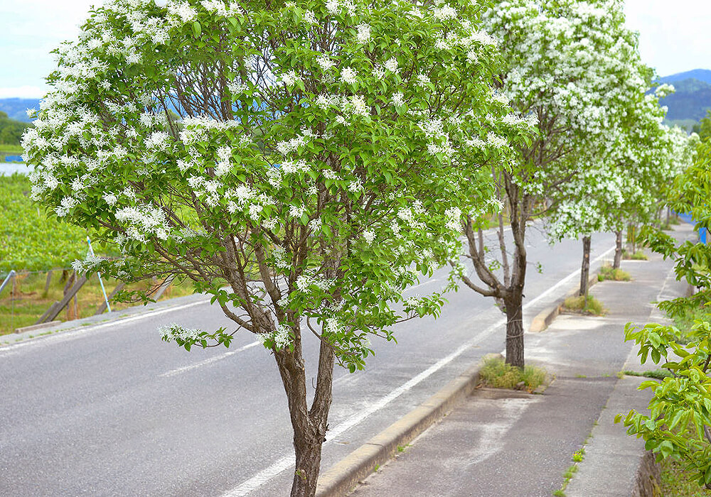 ヒトツバタゴの街路樹