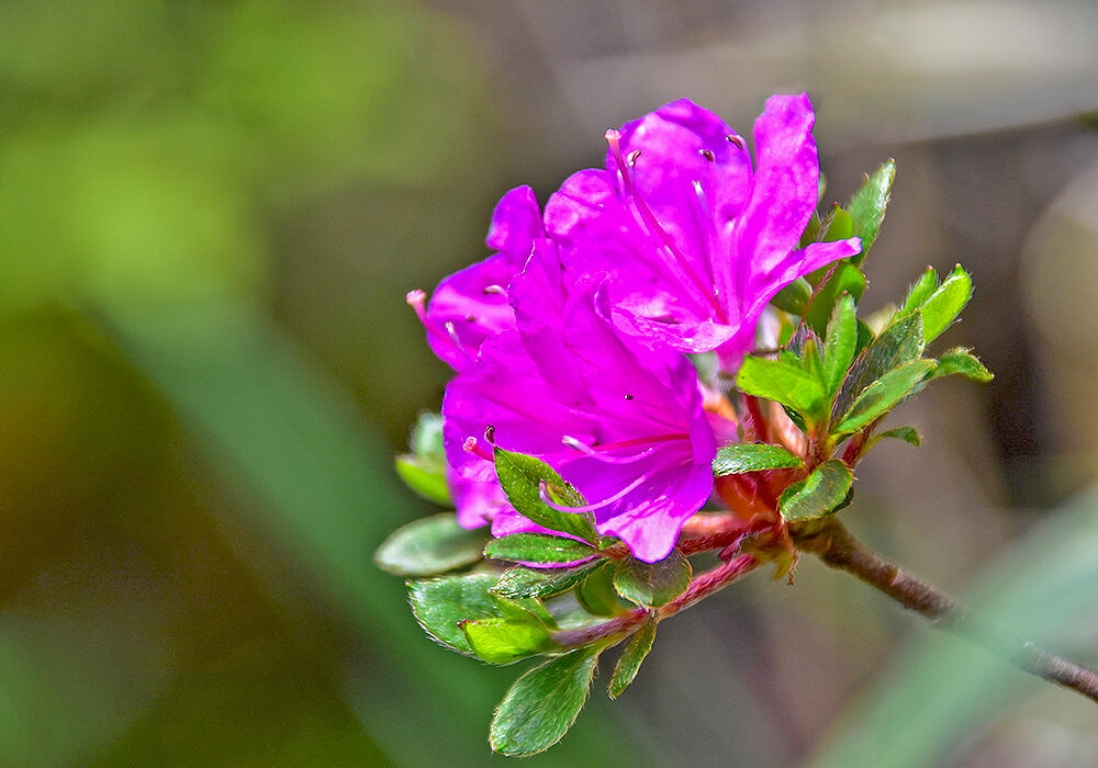 ミヤマキリシマの花