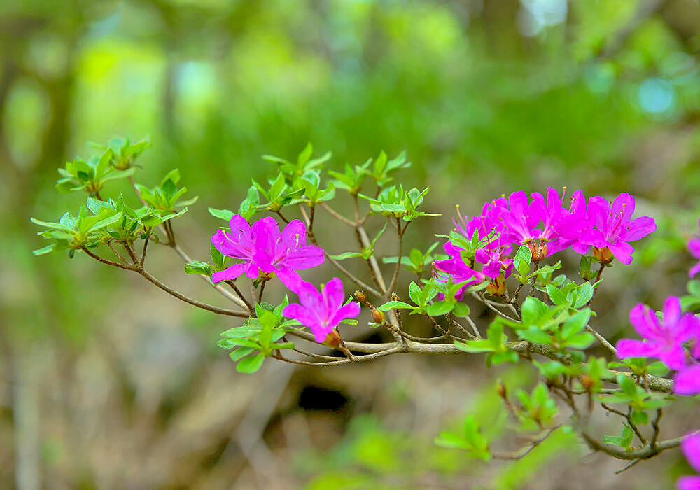ミヤマキリシマの花と葉